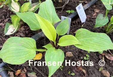 Hosta Tasmanian Toad